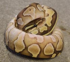 Baby Lesser Ball Pythons