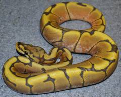 Baby Honeybee Ball Pythons
