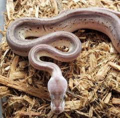Baby Sterling Pinstripe Ball Pythons