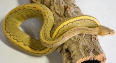 Baby Hypo Pinstripe Ball Pythons