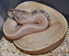 Baby Super Spark Ball Pythons