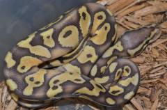 Baby Caramel Super Pastel Ball Pythons