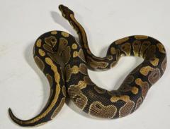 Large Ball Pythons