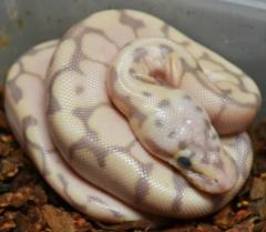 Baby Banana Bumblebee Ball Pythons