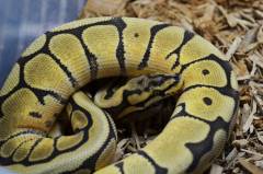 Baby Spider Phantom Ball Pythons