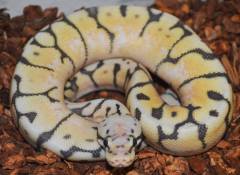 Baby Hypo Killer Bee Ball Pythons