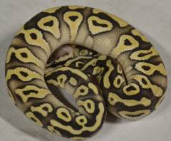 Baby Super Pastave Ball Pythons