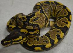 Baby Spector Yellow Belly Ball Pythons