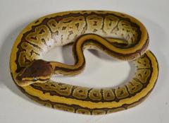 Baby Jigsaw Ball Pythons