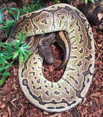 Sub Adult Cinnapin Ball Pythons