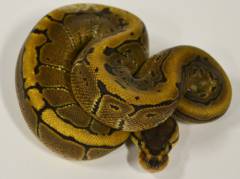 Baby Pinstripe Ball Pythons 100% Het for Piebald