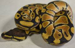 Baby Mocha Ball Pythons