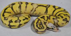 Baby Super Pastel Fire Ball Pythons