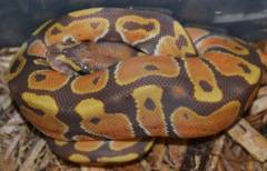 Baby Ultramel Ball Pythons