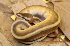 Baby Enchi Genetic Stripe Ball Pythons