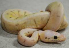 Baby Killer Spinner Ball Pythons