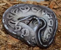 Baby Enchi Pewter Ball Pythons