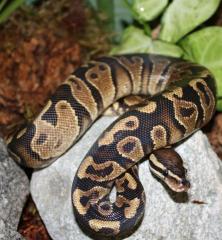 Medium Yellow Belly Ball Pythons