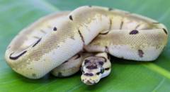 Baby Super Enchi Spider Ball Pythons