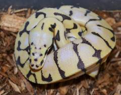 Baby Killer Bee Enchi Ball Pythons