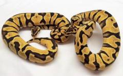 Baby Enchi Spector Ball Pythons