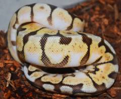 Baby Pewter Bee Enchi Ball Pythons