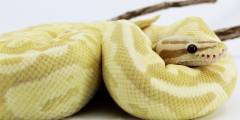 Sub Adult Banana Pastel Fire Ball Python
