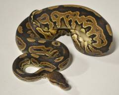 Small Cinnamon Ball Pythons