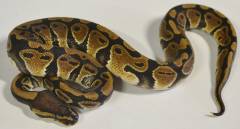 Small Ball Pythons 100% het for Clown