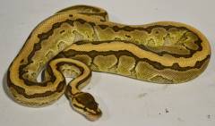 Adult Kingpin Ball Pythons