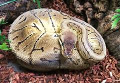 Adult Spinner Blast Ball Pythons
