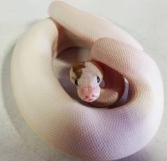 Baby Paradox BEL Ball Pythons