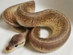 Baby Pewter Pinstripe Ball Pythons