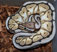 Baby Cinnamon Spider Ball Pythons