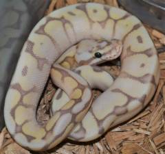 Baby Banana Mojave Bumblebee Ball Pythons