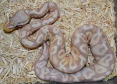 Baby Mojave Lemonblast Ball Pythons