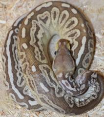 Baby Butter Green Pastel Ball Pythons