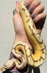 Baby Caramel Bumblebee Ball Pythons