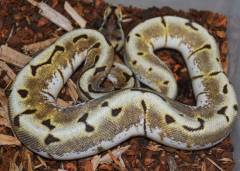 Baby Super Enchi KillerBee Ball Pythons