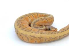 Baby Lemonblast Ghost Ball Pythons