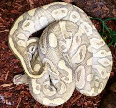 Adult Butter Ghost Ball Pythons