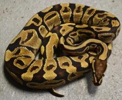 Medium Fire Ball Pythons
