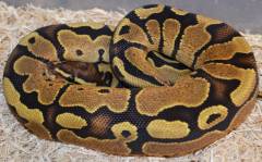 Baby Fire Ball Pythons 100% Het Piebald