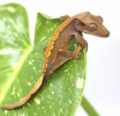 Baby Harlequin Crested Geckos