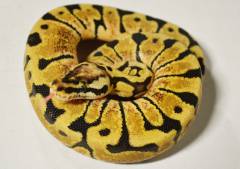 Baby Pastel Woma Ball Pythons