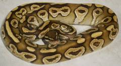 Small Pastave Ball Pythons