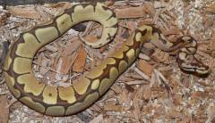 Baby Caramel Spider Ball Pythons