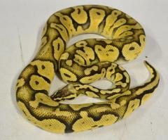Adult Super Pastel Ball Pythons