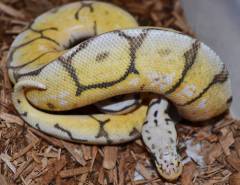Baby Vanilla Killer Bee Ball Pythons