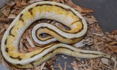 Baby Bumblebee Genetic Stripe Ball Pythons
